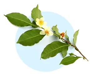 Camellia sinensis