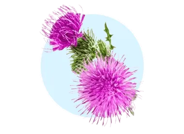 Milk Thistle