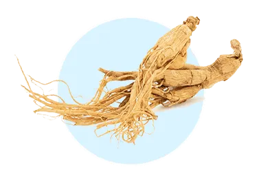 Panax Ginseng 